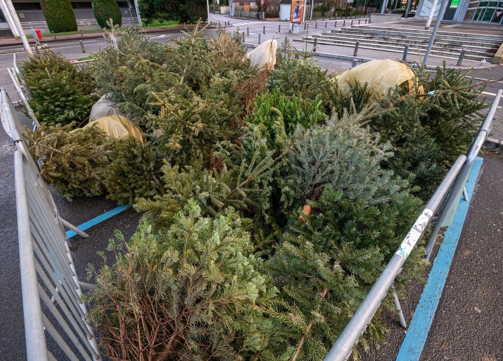 Sapins de Noël usagés recyclage prétexte