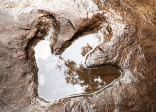 Unknown dinosaur footprint discovered by 10-year-old boy!