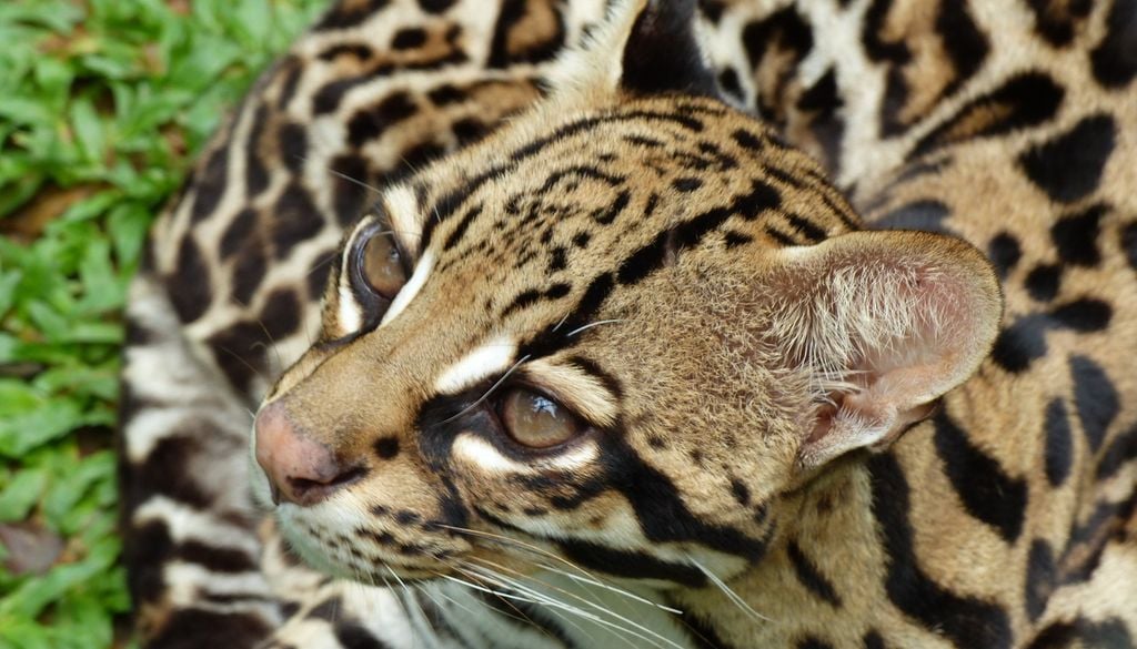 Ici, un chat-tigre appelé Margay ou encore Leopardus wiedii scientifiquement.