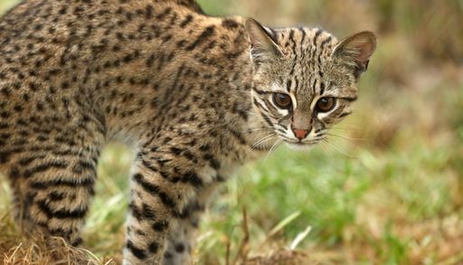 Une nouvelle esp&egrave;ce de chat a &eacute;t&eacute; d&eacute;couverte en Bolivie !