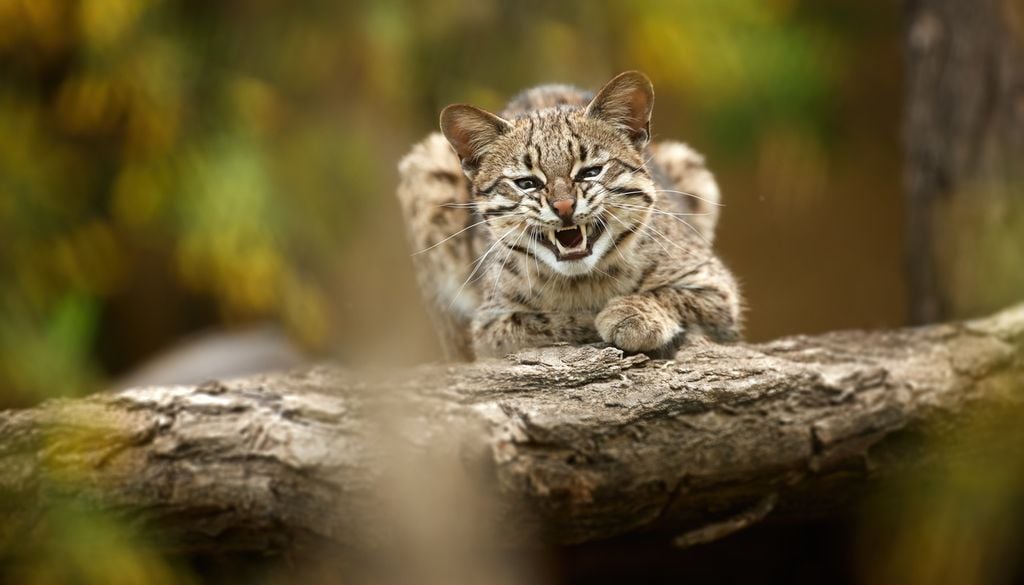 Ici, un oncille (ou l'autre nom de Leopardus tigrinus) qui est également un chat-tigre.