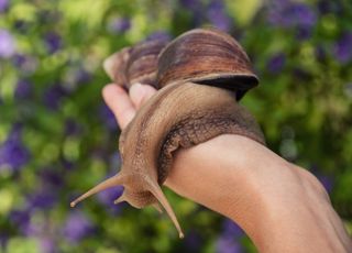 Una región de Florida en cuarentena por... ¡caracoles gigantes!