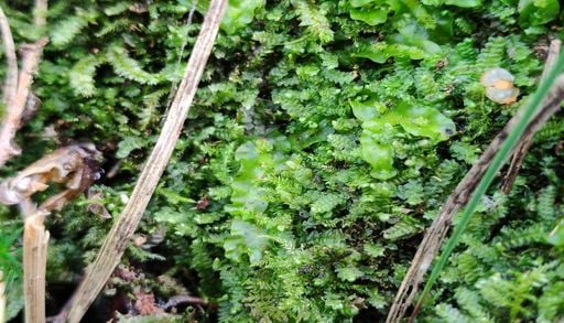 Une plante rare d&eacute;couverte dans un marais breton : pourquoi cette trouvaille compte ?