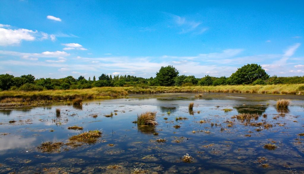Le marais, milieu humide connu pour la diversité de ses habitats et la présence d’espèces végétales remarquables. (image d'illustration) Le marais, milieu humide connu pour la diversité de ses habitats et la présence d’espèces végétales remarquables. (image d'illustration)