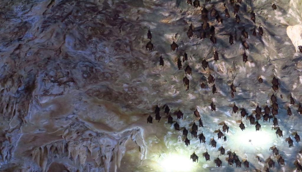 Le site est un lieu de rassemblement de plusieurs milliers de chauves-souris. Le site est un lieu de rassemblement de plusieurs milliers de chauves-souris.
