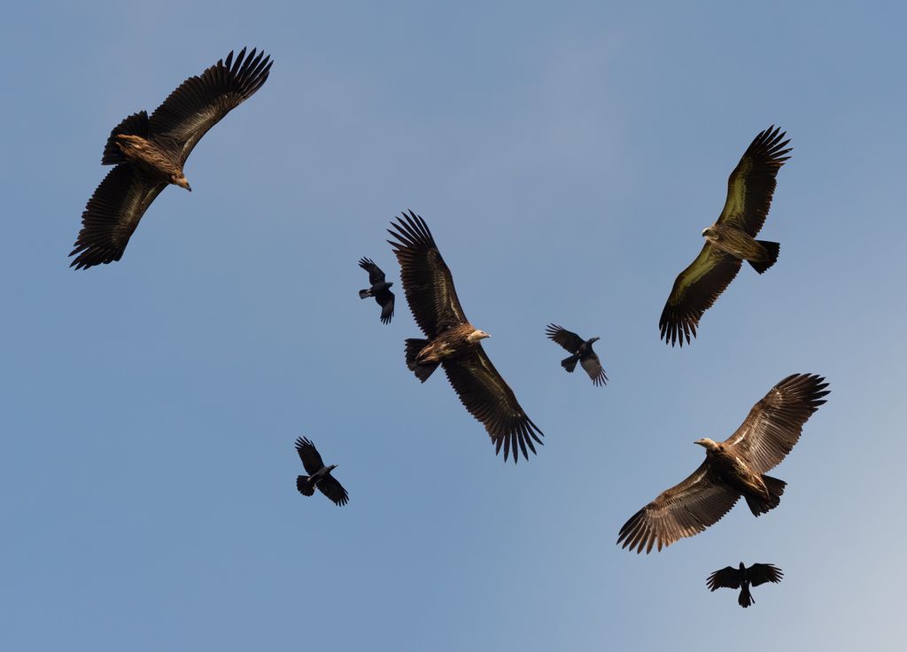 Rapaces France Pyrénées Oiseaux Rapaces France Pyrénées Oiseaux
