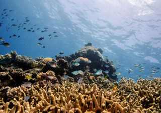 UNESCO is considering including the Australian Barrier Reef on its list 