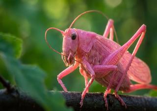 Ungeheuerlicher Fund im Regenwald Mittelamerikas: ein leuchtend Rosa gef&auml;rbtes Insekt mit au&szlig;ergew&ouml;hnlicher Tarnung