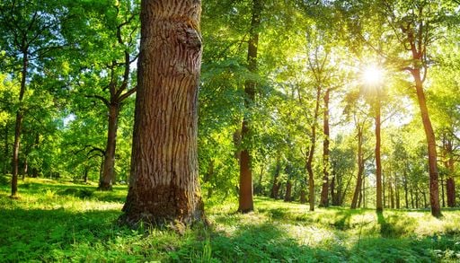 Unglaublich: Auch B&auml;ume haben ein Gef&uuml;hl f&uuml;r den eigenen K&ouml;rper