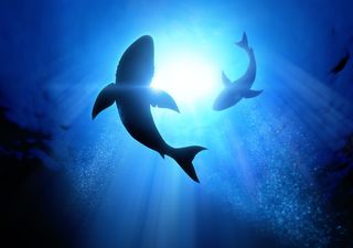 Unglaublich! Der Klimawandel sorgt für weniger starke Haizähne