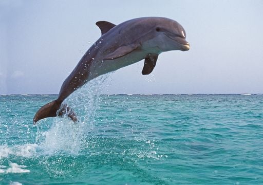 Unglaublich: Ein Altenheim f&uuml;r Delfine wird bald in Italien er&ouml;ffnet