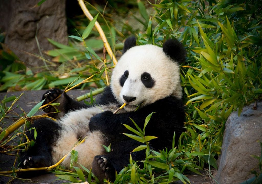 pandas, zoo, china