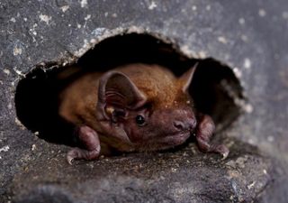 Hacking the weather to travel: Bats "surf" storm fronts during migration