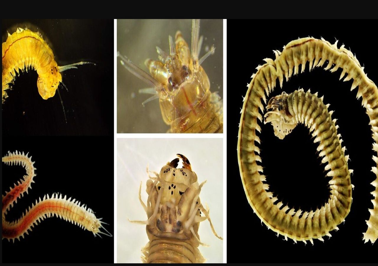 As novas espécies de minhocas marinhas foram descobertas nas águas do Atlântico e do Mediterrâneo. Imagem: Universidade do Minho