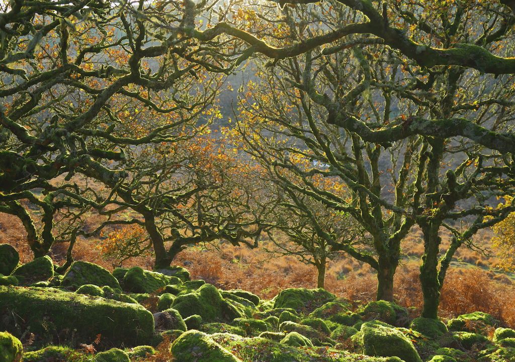 University of Plymouth researchers looked to upland areas like Dartmoor to see how trees fare in saturated soils.