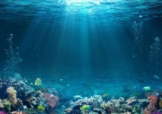 Unlocking carbon preservation in the oceans