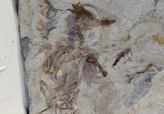 Unlucky bird: How did this fossil bird die?
