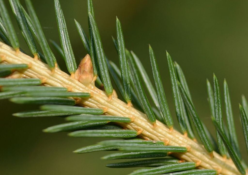 foglie di un abete rosso