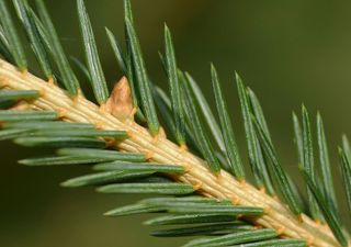 Uno degli alberi più affascinanti dei climi freddi: alla scoperta dell'abete rosso