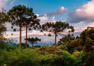 Uno degli alberi più imponenti del mondo: l’Araucaria conosciuto come l'albero dei dinosauri