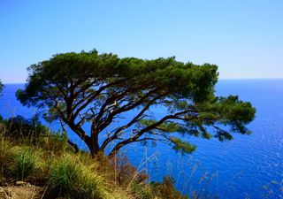 Uno degli alberi simbolo del Mediterraneo, il pino marittimo