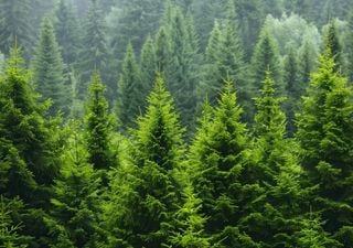 Uno degli alberi simbolo del Natale, l'abete bianco