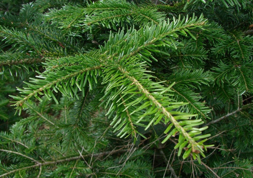 abete bianco, foglie