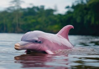 Uno degli animali più misteriosi del mondo, il delfino d'acqua dolce che vive in Amazzonia