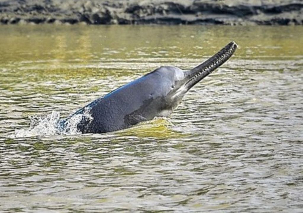 delfino d'acqua dolce