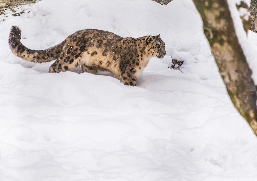 leopardo delle nevi