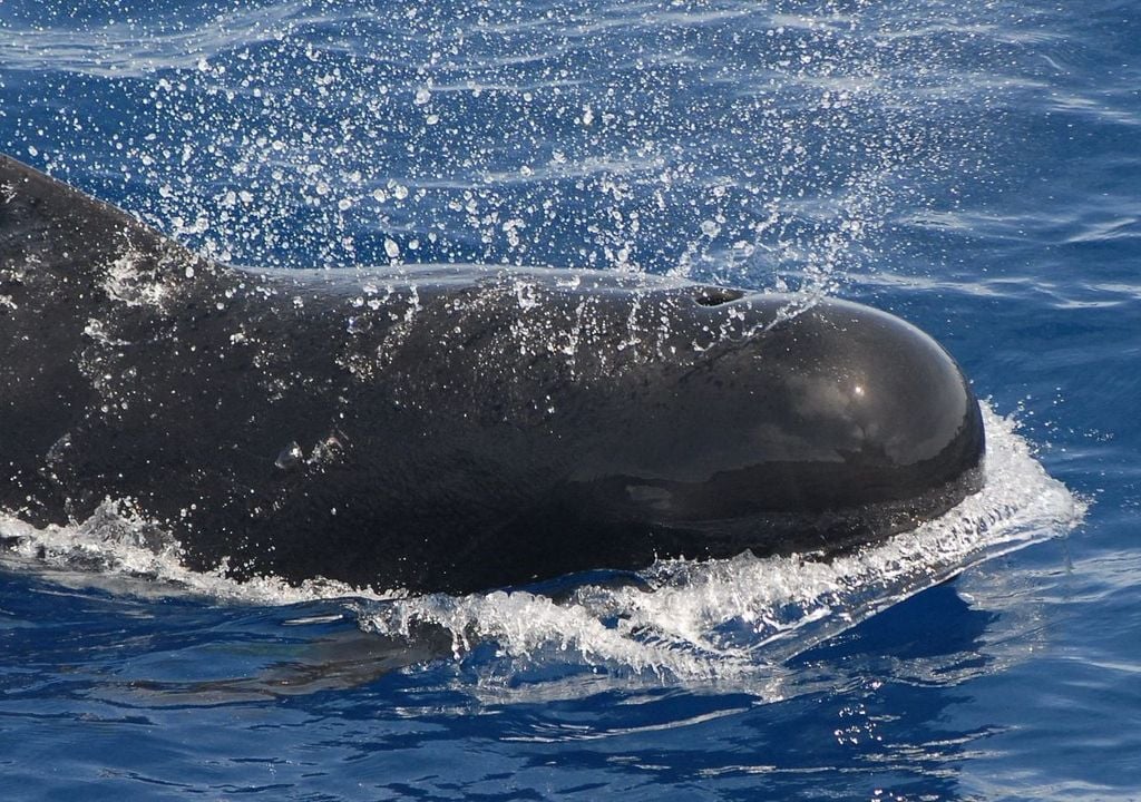 Pilot whales are mainly dark grey, brown or black, but there are also lighter areas.