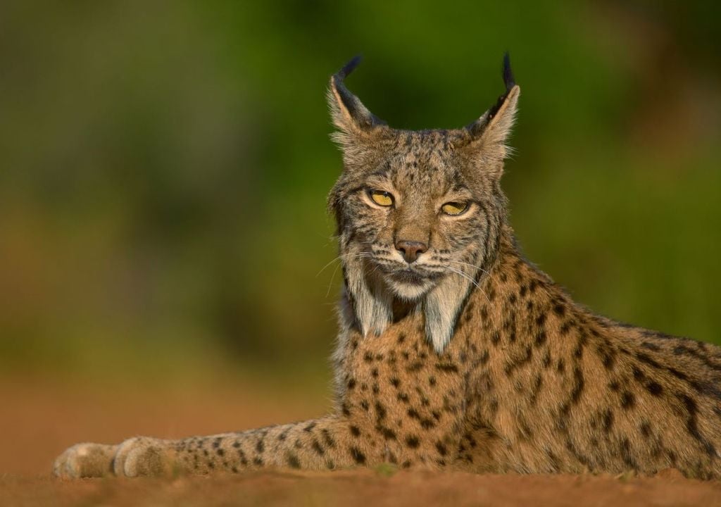 Malgré divers projets de réintroduction, notamment dans la zone alpine, le nombre de lynx sur le territoire italien reste insuffisant.