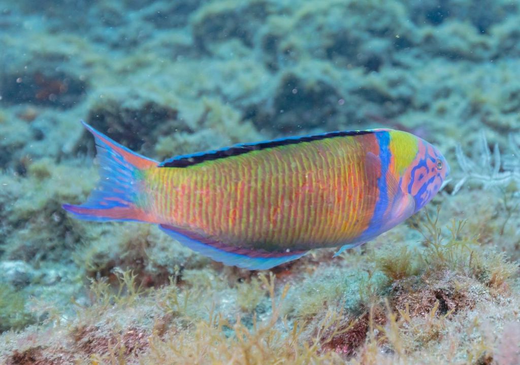 donzella pavonina, maschio adulto.