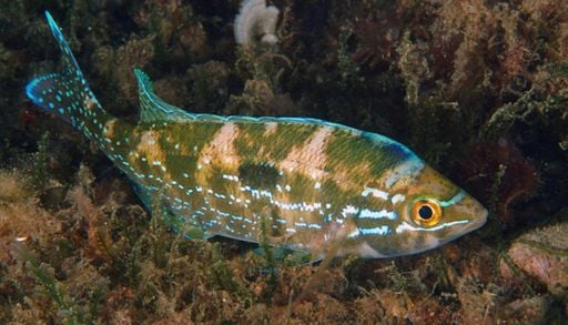 Uno dei pesci tipici del nostro Mediterraneo, la sua presenza indica una buona salute dei mari italiani