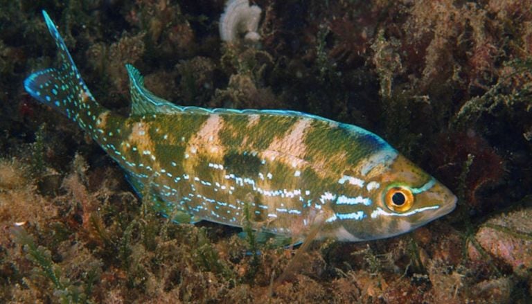 Uno dei pesci tipici del nostro Mediterraneo, la sua presenza indica una buona salute dei mari italiani