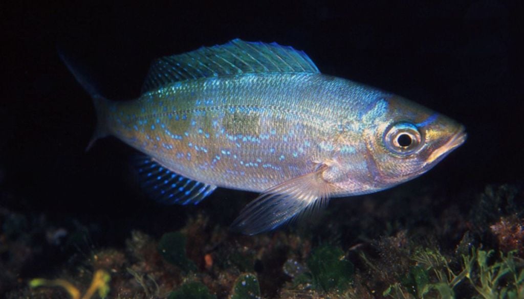 Mennola femmina. La menola è un pesce capace di tollerare ampie variazioni di salinità e temperatura, il che le permette di colonizzare una varietà di ambienti.