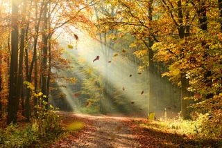 Uno dei boschi più belli della Sicilia, dove ammirare lo spettacolo del foliage autunnale