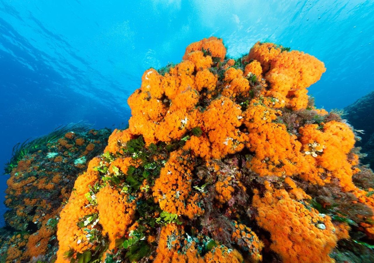 Una delle caratteristiche particolari di questo corallo è quella di formare colonie tondeggianti di colore arancione. La dimensione della colonia può variare dai 5 ai 15 centimetri, a seconda della profondità.