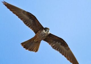 Uno dei rapaci più belli e sfuggenti del Mediterraneo, il falco della regina