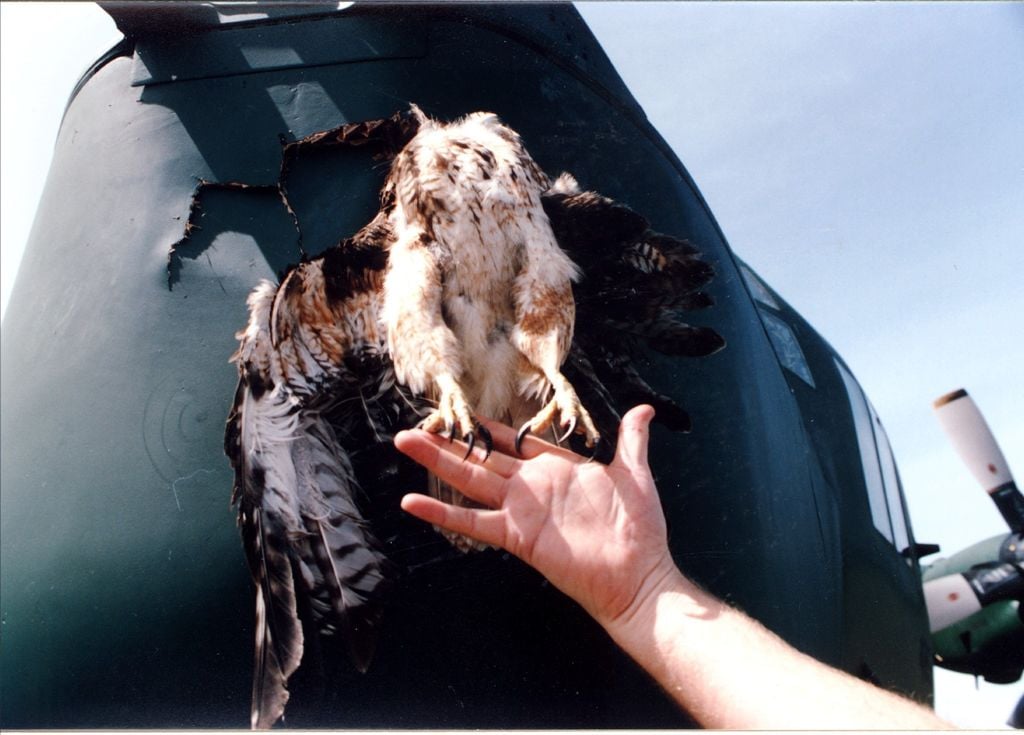 Immagine di un falco finito dentro la fusoliera di un aereo.