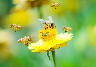 Uno studio rivela quanto i fiori siano vitali per gli insetti impollinatori: guida pratica per piantare quelli giusti