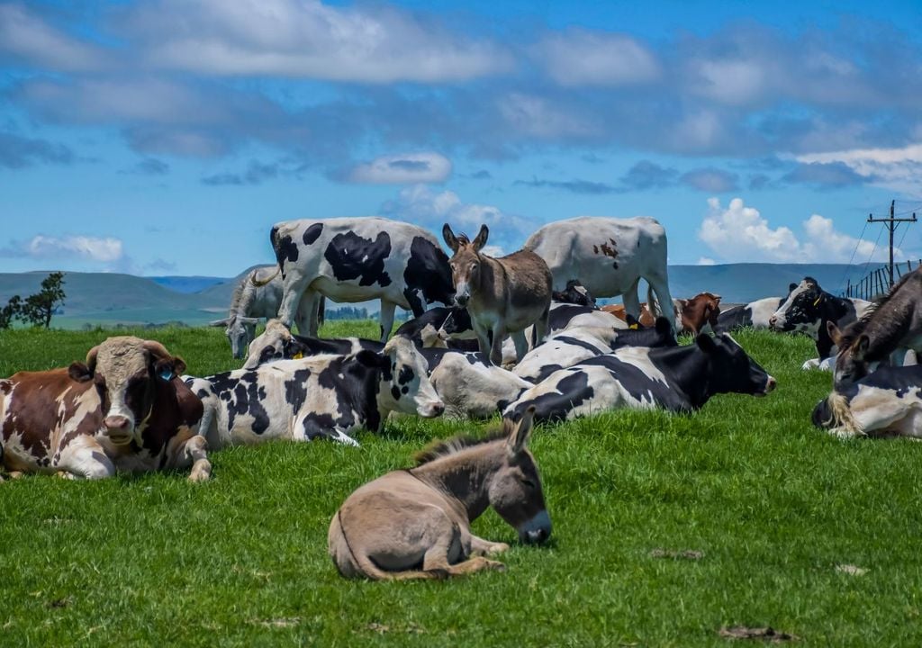 Animales