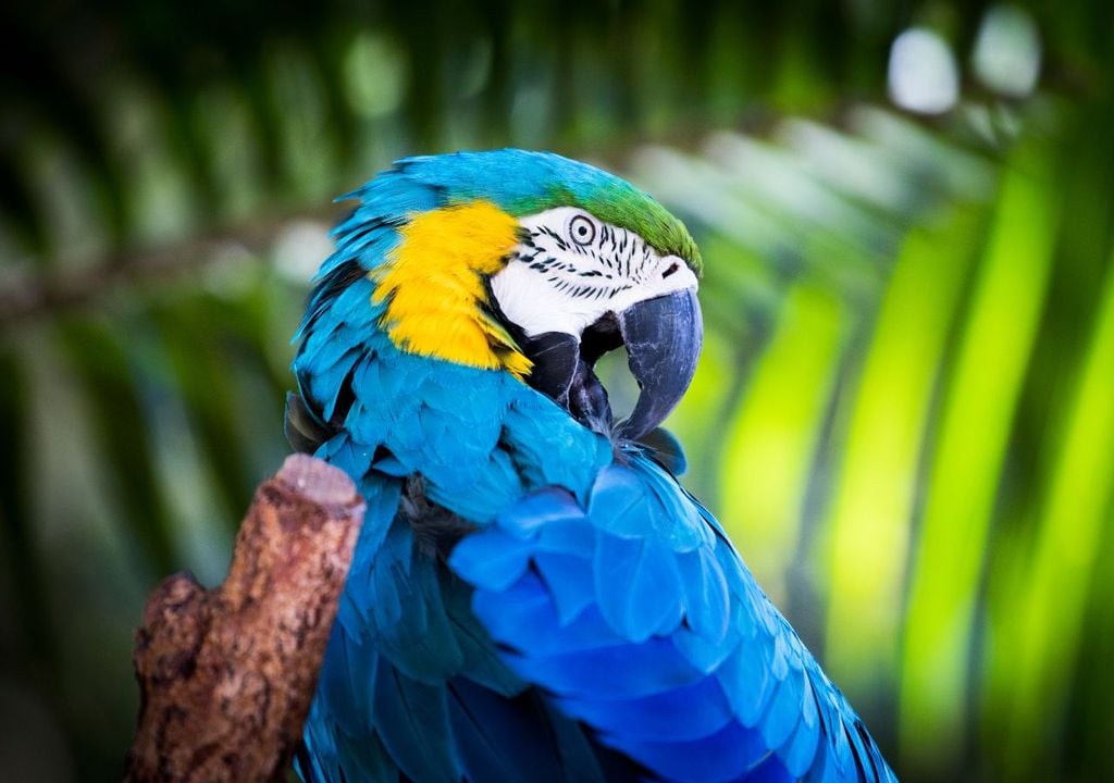 Loro Loro