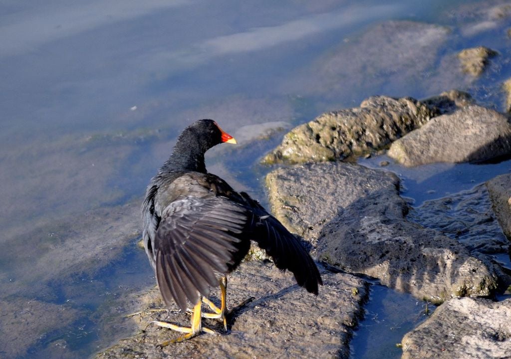 Aves Aves