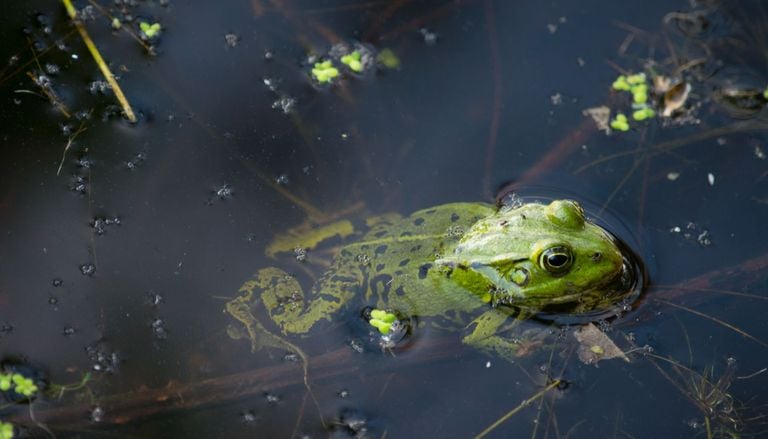 Retiran los peces invasores de varios lagos de alta monta&ntilde;a del Pirineo y los anfibios reaparecen tras doce a&ntilde;os