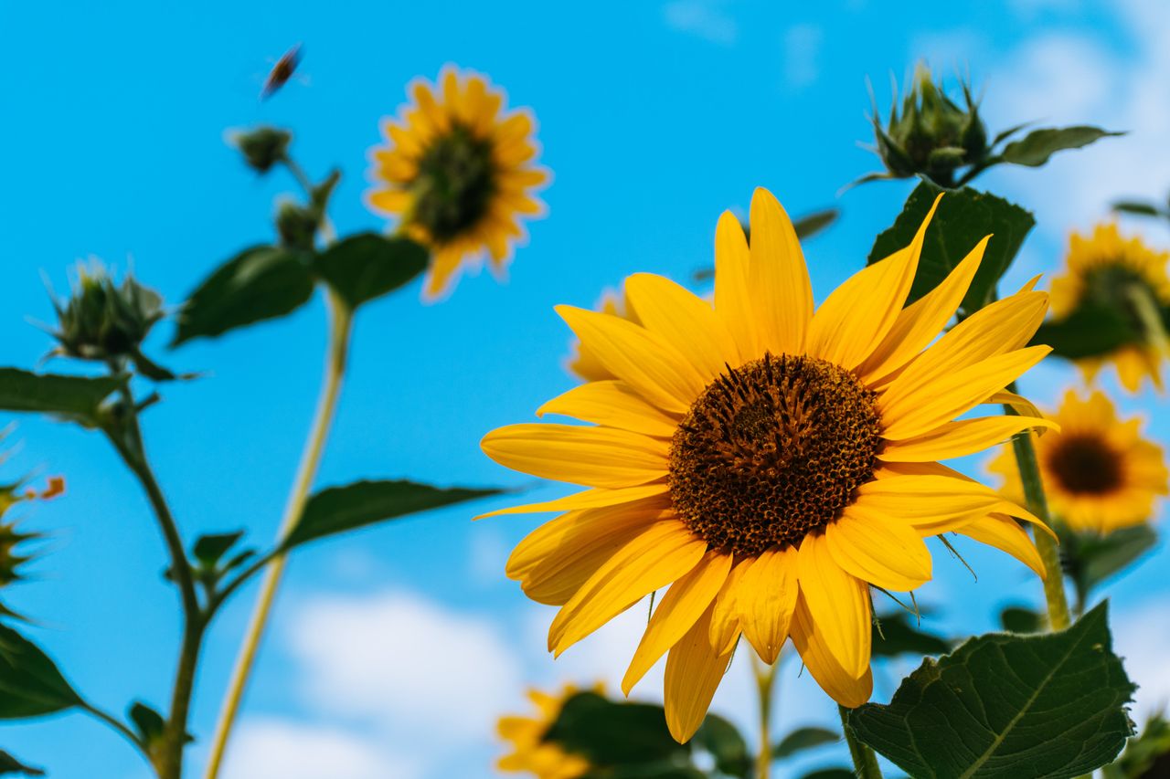 Unraveling the Mystery of Sunflower SunTracking It's Not as
