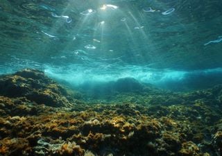 Unterwasserwälder: Ihre Erholung könnte zur Erholung der Weltmeere beitragen!