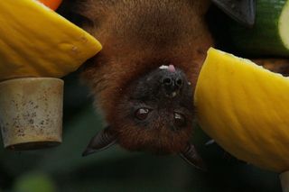 Unveiling the secrets of collective spatial behaviour in bats