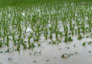 Hagel und Überschwemmungen: Unwetterserie reisst nicht ab!