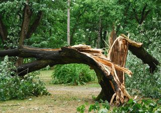 Unwetterwarnung: Sturm Kirsten tobt aktuell über Deutschland!